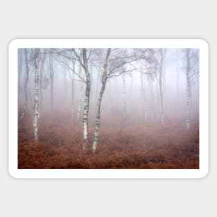 Birches and Bracken in the Mist Sticker